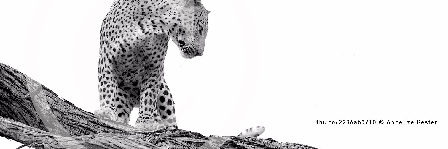AnnelizeBester's profile banner image