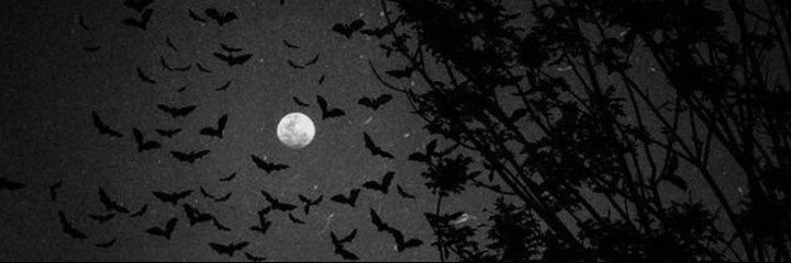 black_maise's profile banner image