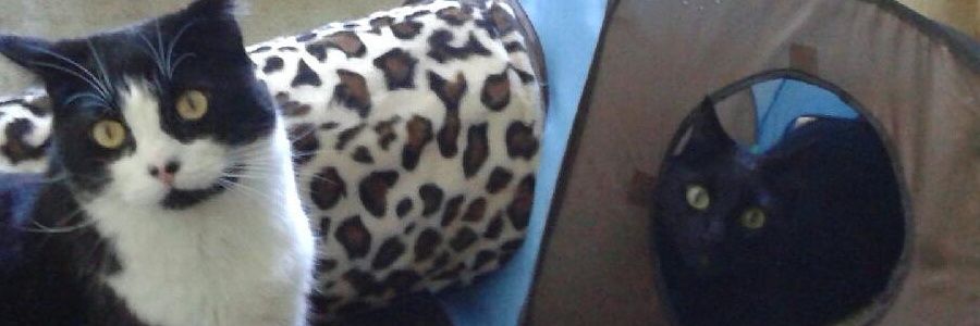 PJSassifras's profile banner image