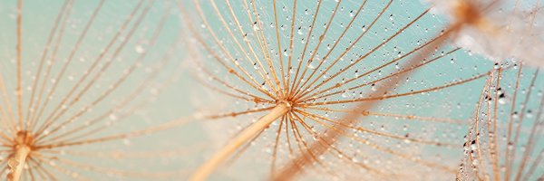 IPnieuws Profile Banner