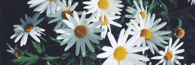 MarieAnnebe1's profile banner image