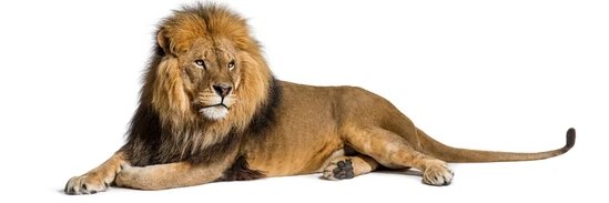 LeoGariboli's profile banner image