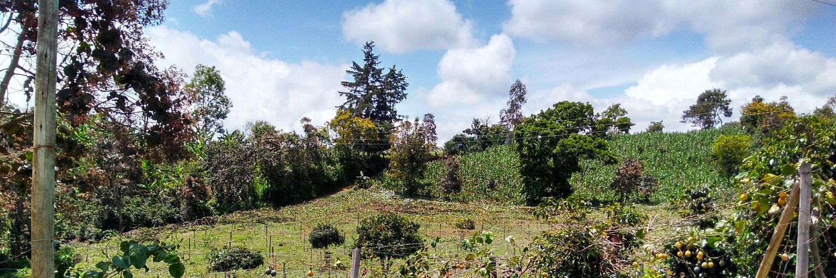 MIGUEL BASTIDAS E banner