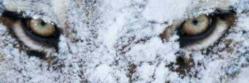 MendozaJrosales's profile banner image
