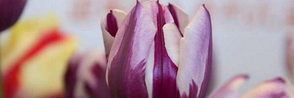 ArabelleCross Profile Banner