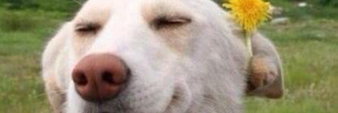 itsyaboydick's profile banner image