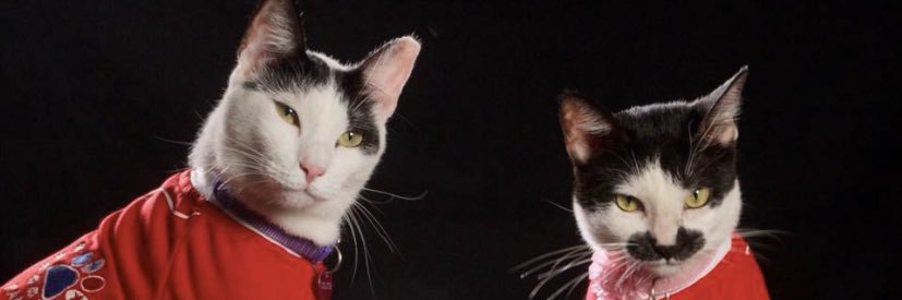 Clubdegatospanama, Labigotes y colita banner