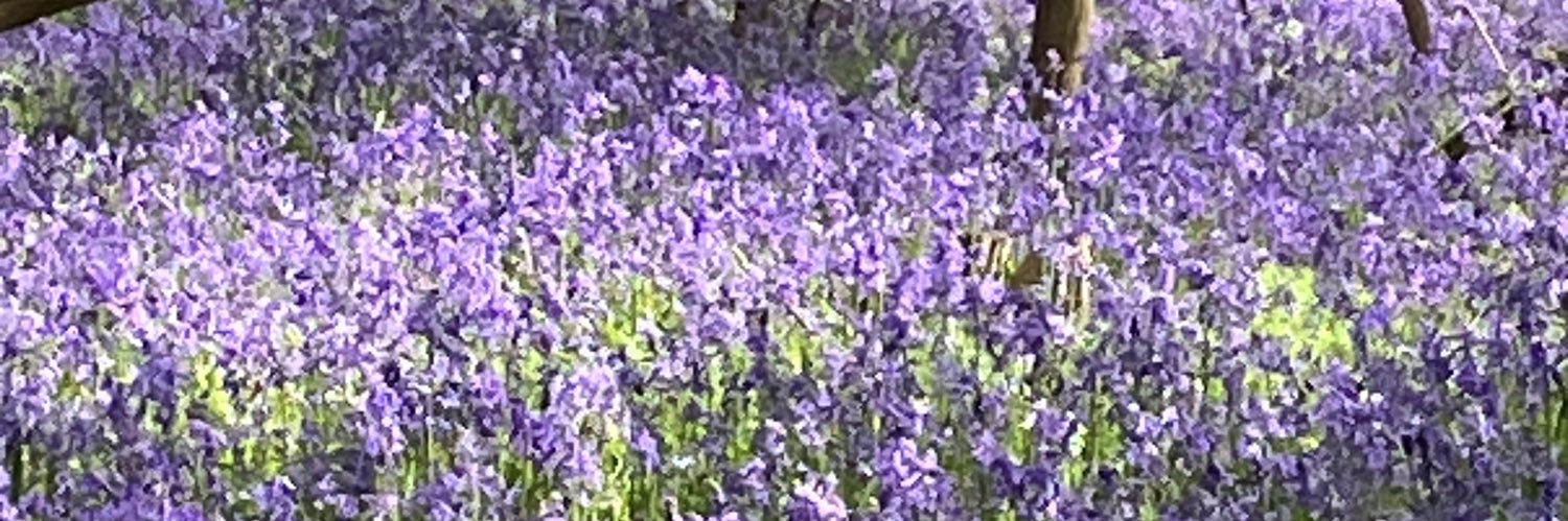 BritBeagle's profile banner image