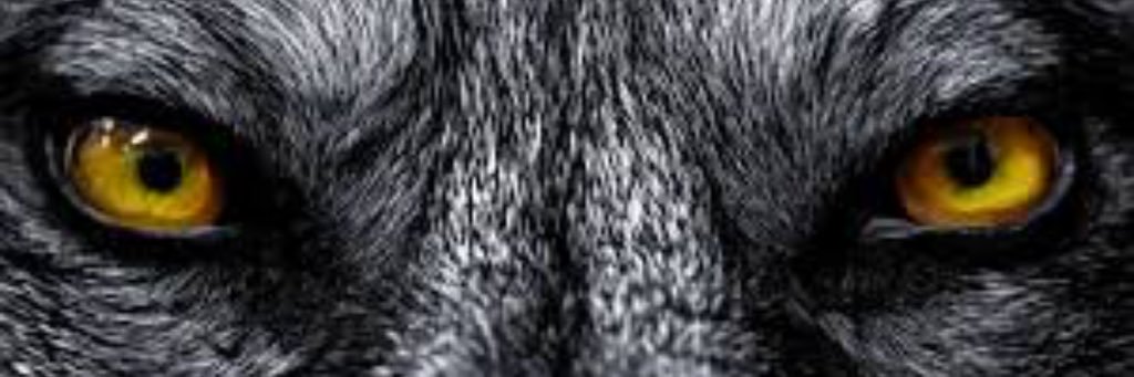 Wolfpack Football banner