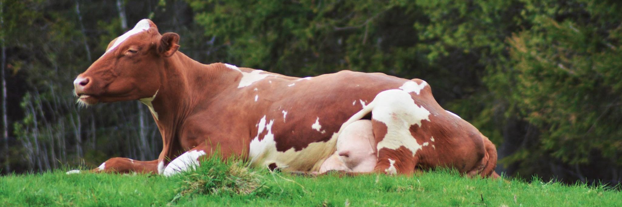 Lars Morten Rosmo banner