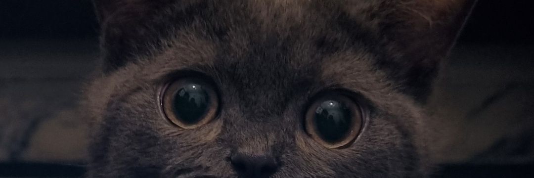 یه سر و دو گوش banner