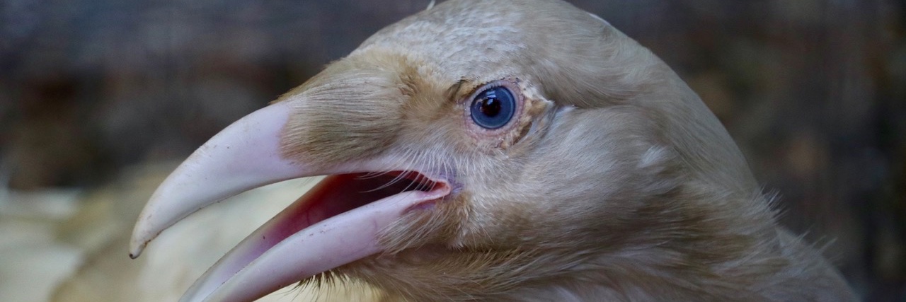 NI Wildlife Recovery banner