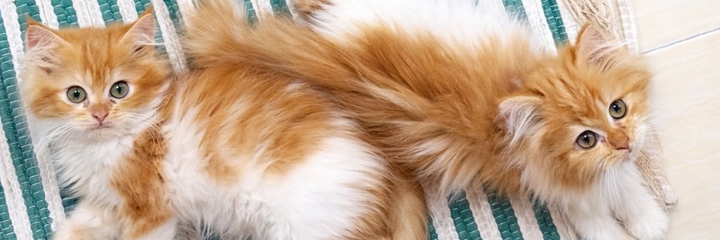 alfijantisq's profile banner image