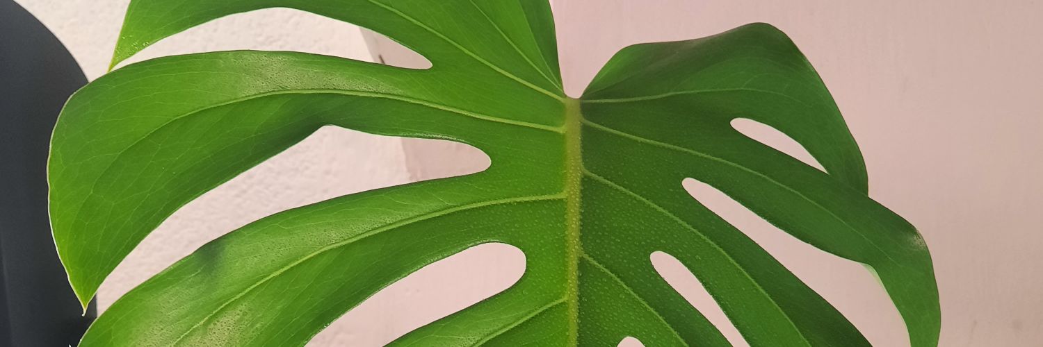 SusanaRubio's profile banner image