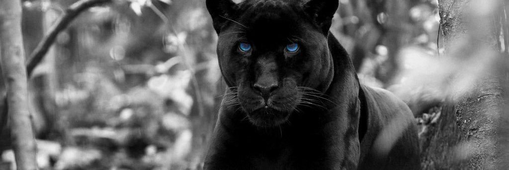 DelightWithPaws's profile banner image