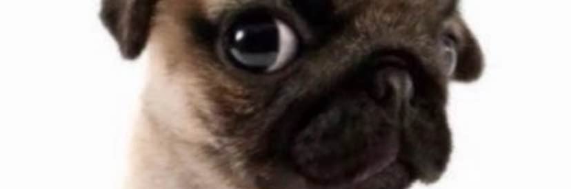 bad bitch banner