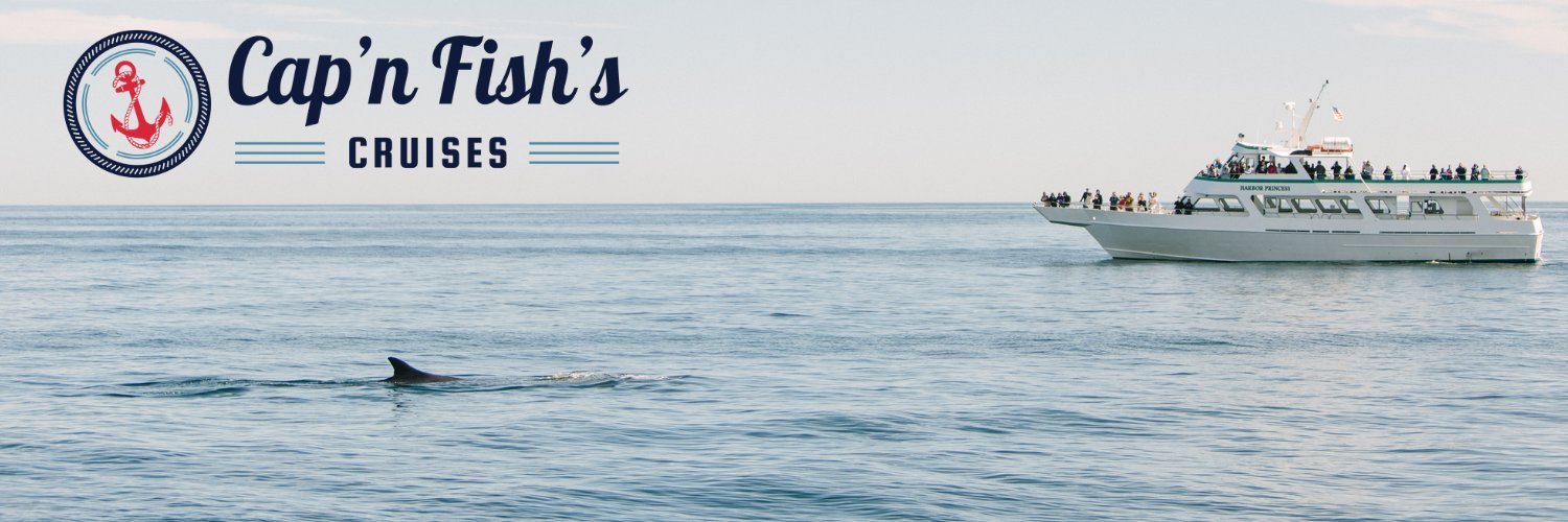 mainewhales's profile banner image