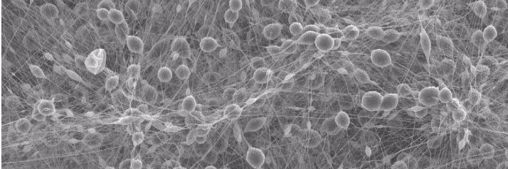 Katharina Clitherow banner