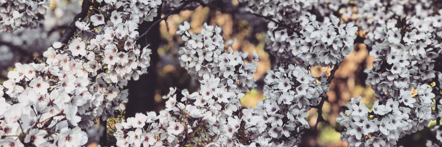 User's X banner image