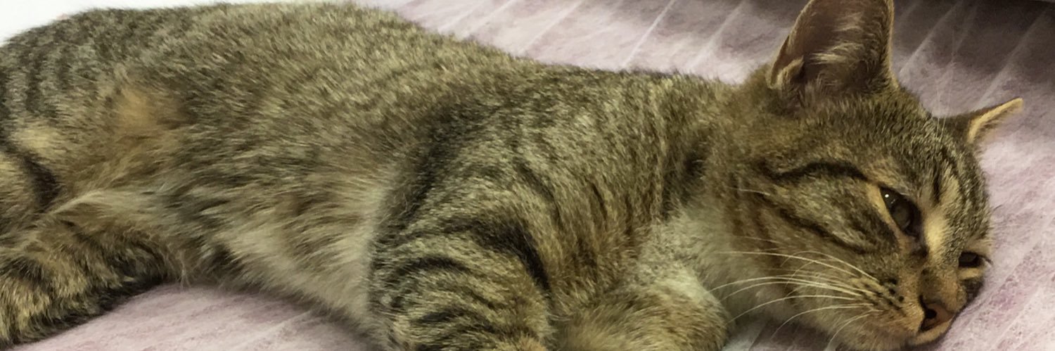 aliycel1903's profile banner image