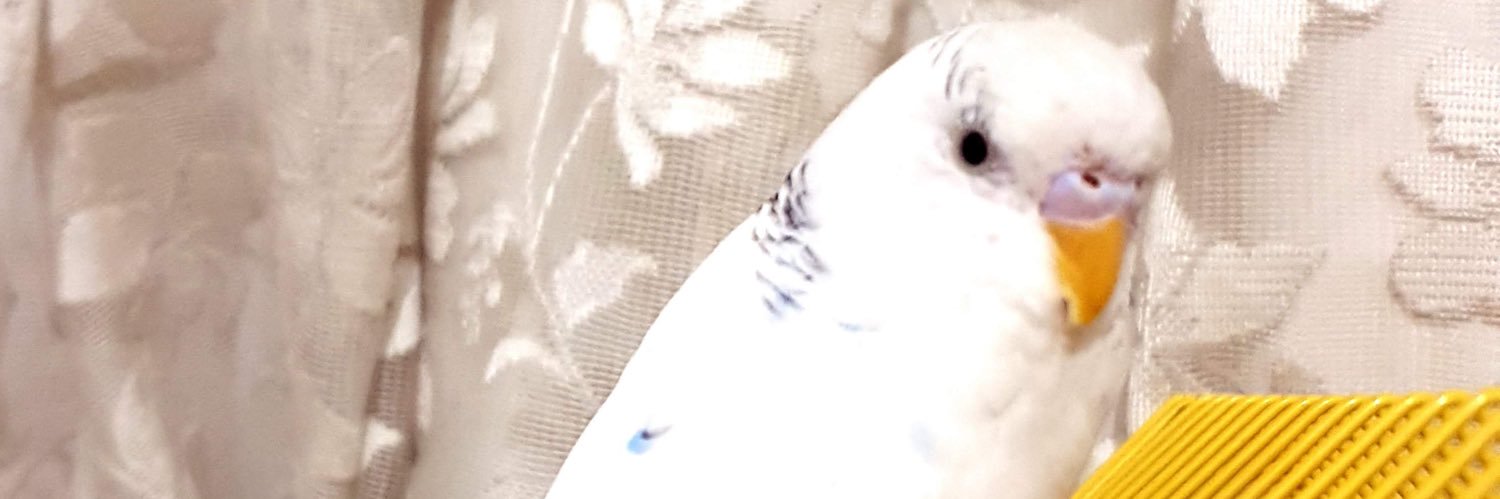veyabukett's profile banner image