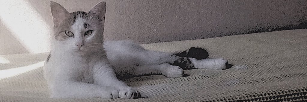 EceDemrci's profile banner image