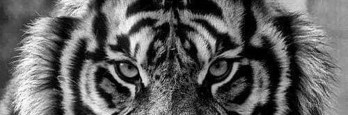 Julien banner
