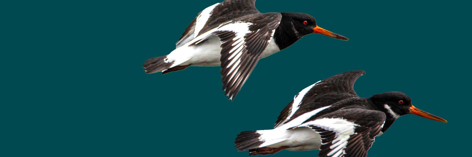 Paula T Nolan banner