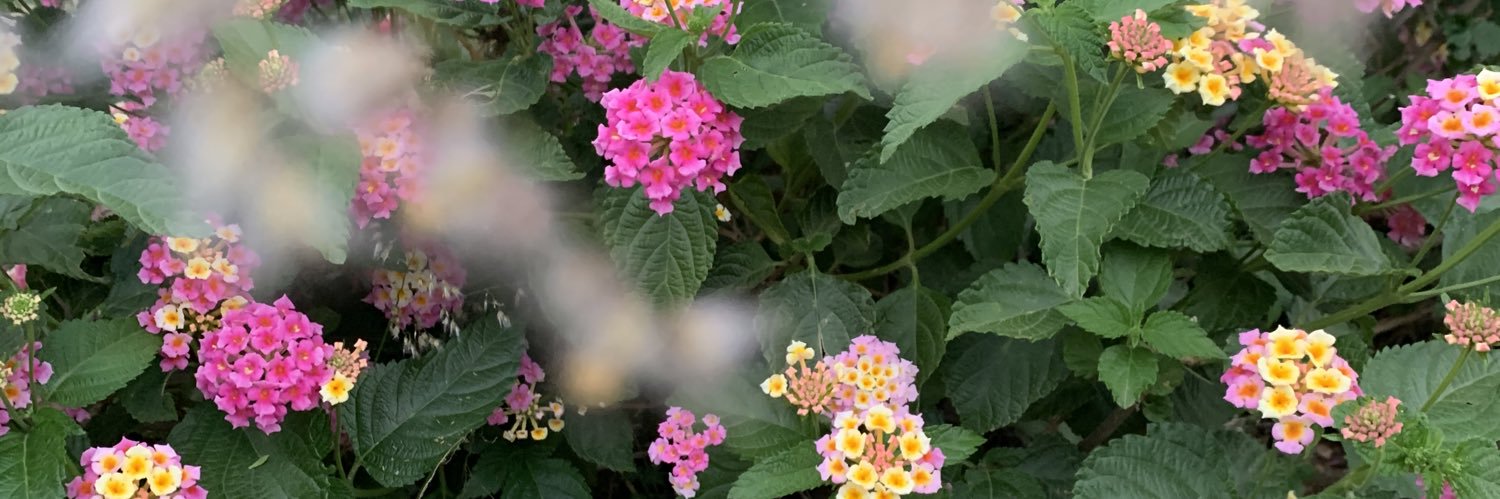 corazontortuga's profile banner image
