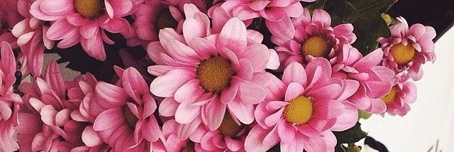 VioletkaVeber's profile banner image