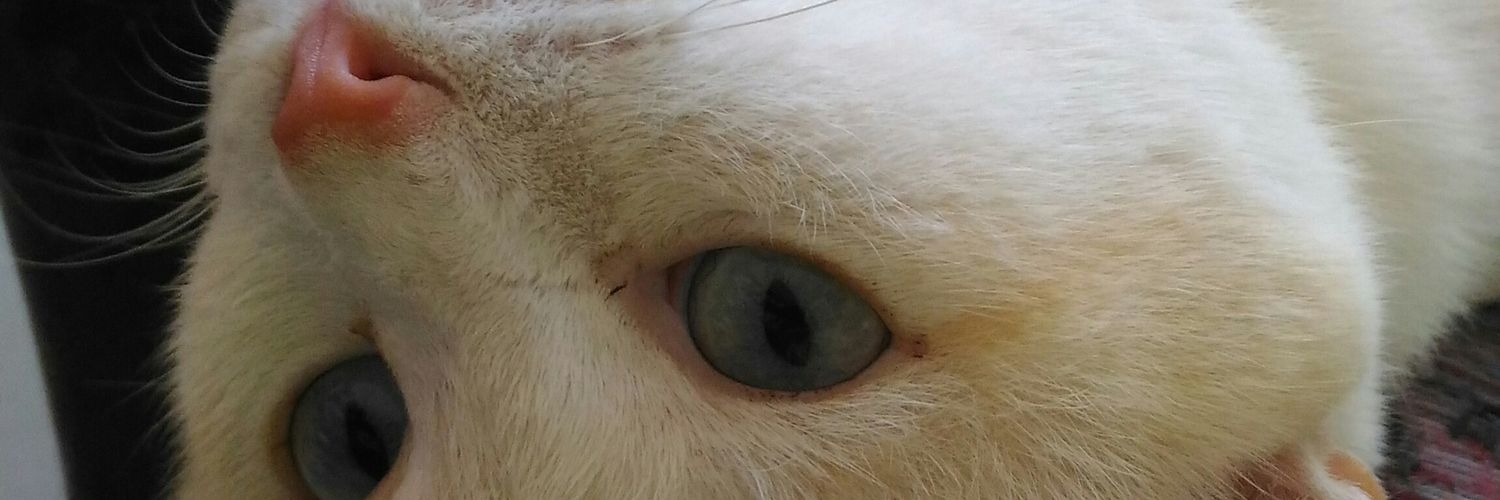 jas_rusni's profile banner image