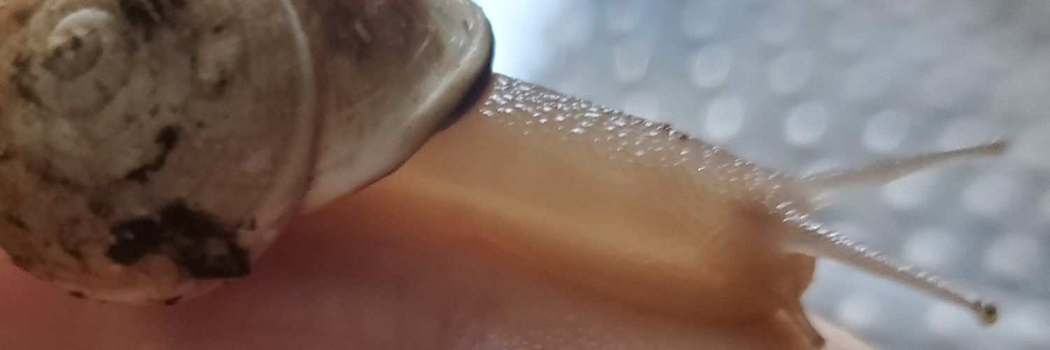 Coatlursa's profile banner image