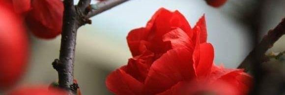 Denya💋🐿️ banner