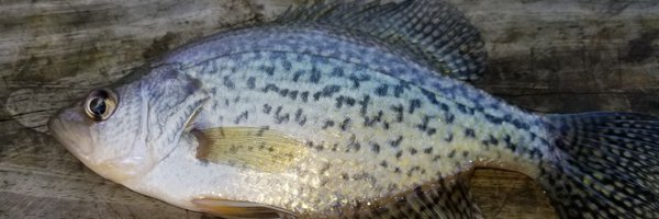 tinger_O Profile Banner