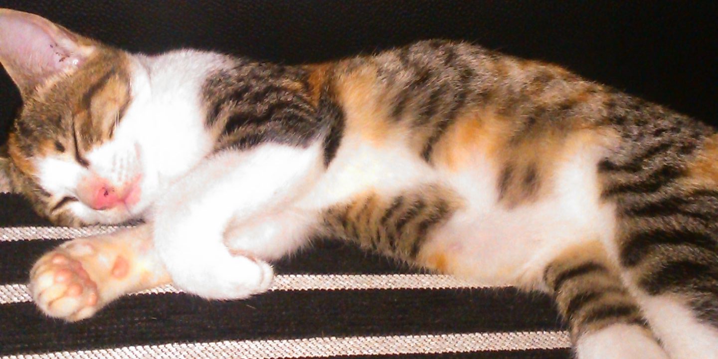 lisaerfi's profile banner image