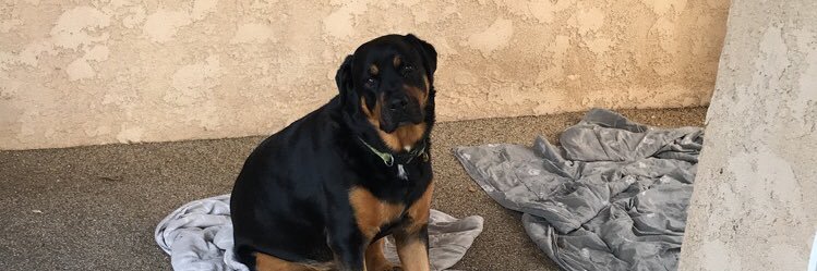 rizzie coleman banner