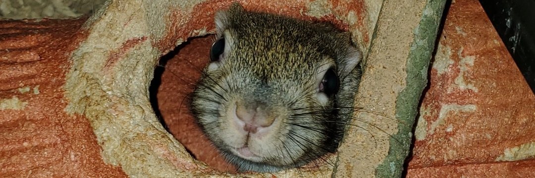 SourCandyGinger banner