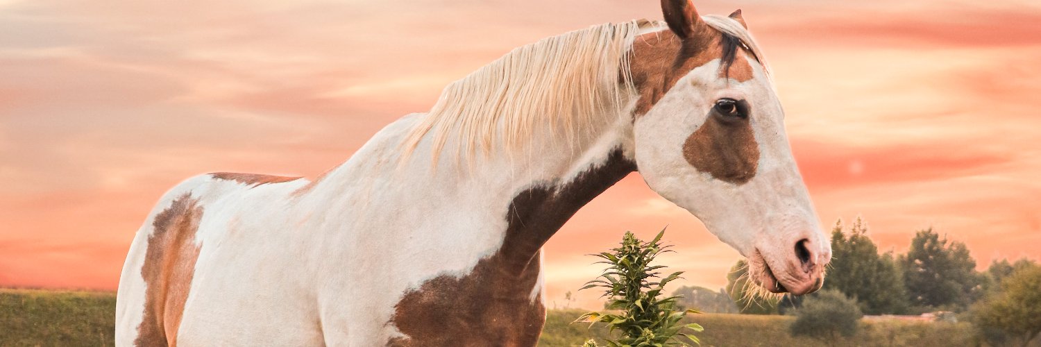 GenZGrowingWeed's profile banner image