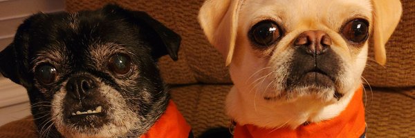 PralineMariePug Profile Banner