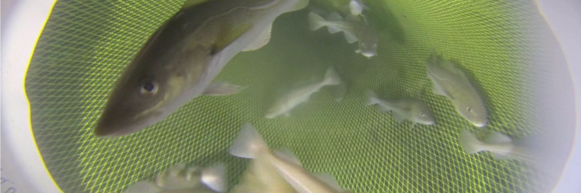 CVision Consulting banner