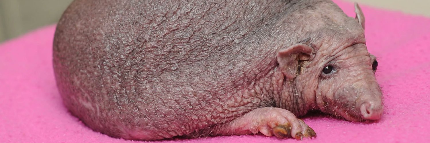 slut_4_ranch's profile banner image