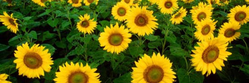 Mrs. Vanessa Flowers banner