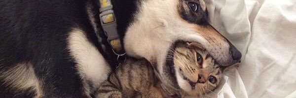 Animal Lovers banner