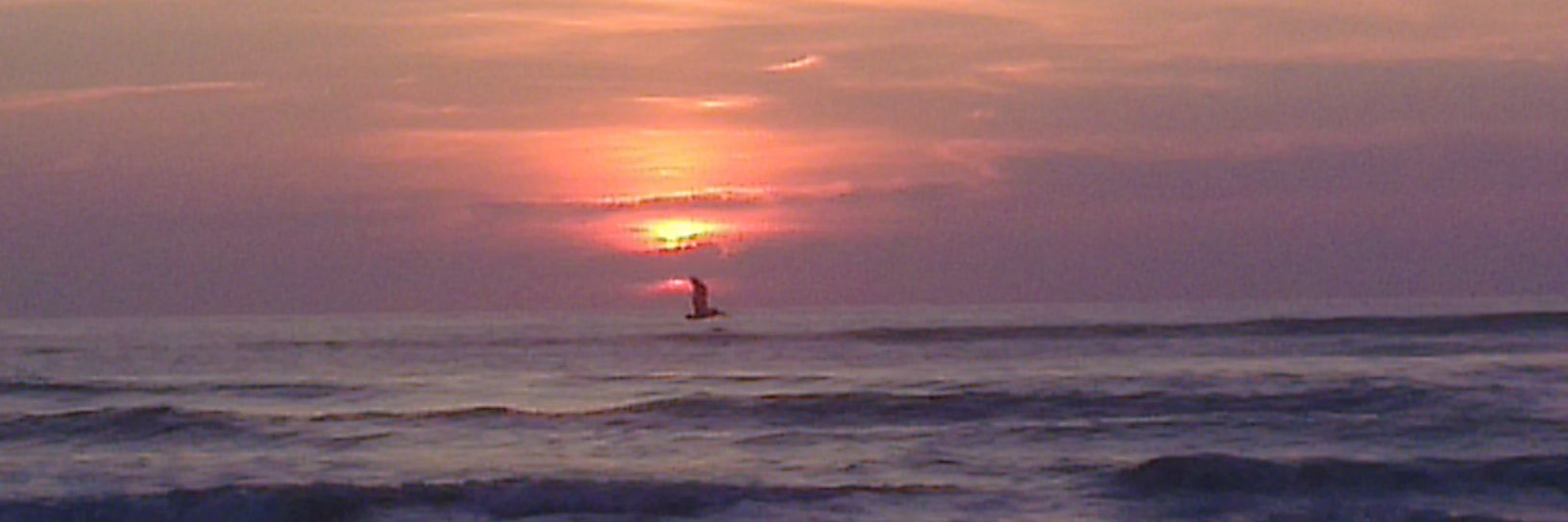 Tegridy!🇺🇸🇺🇸🇺🇸🇺🇸 banner