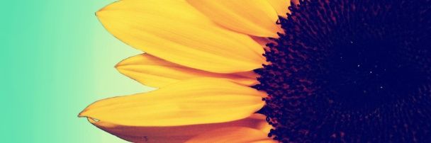 Rosie banner
