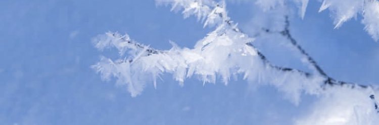 Rico banner