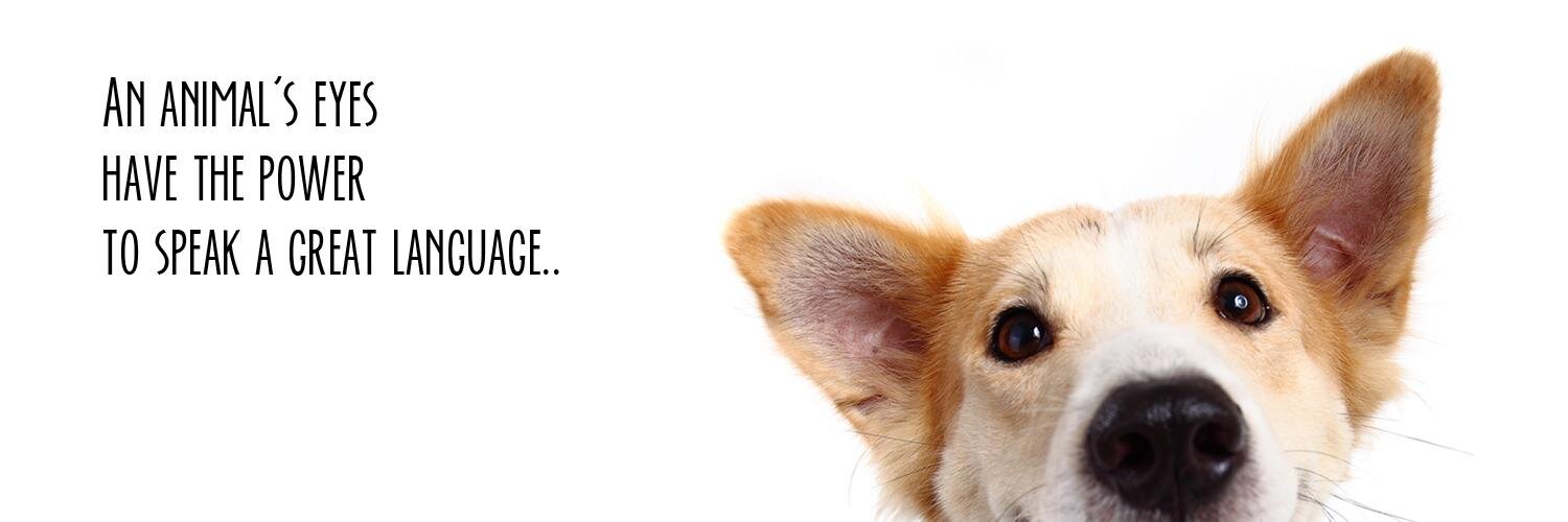 jogjapetstudio's profile banner image