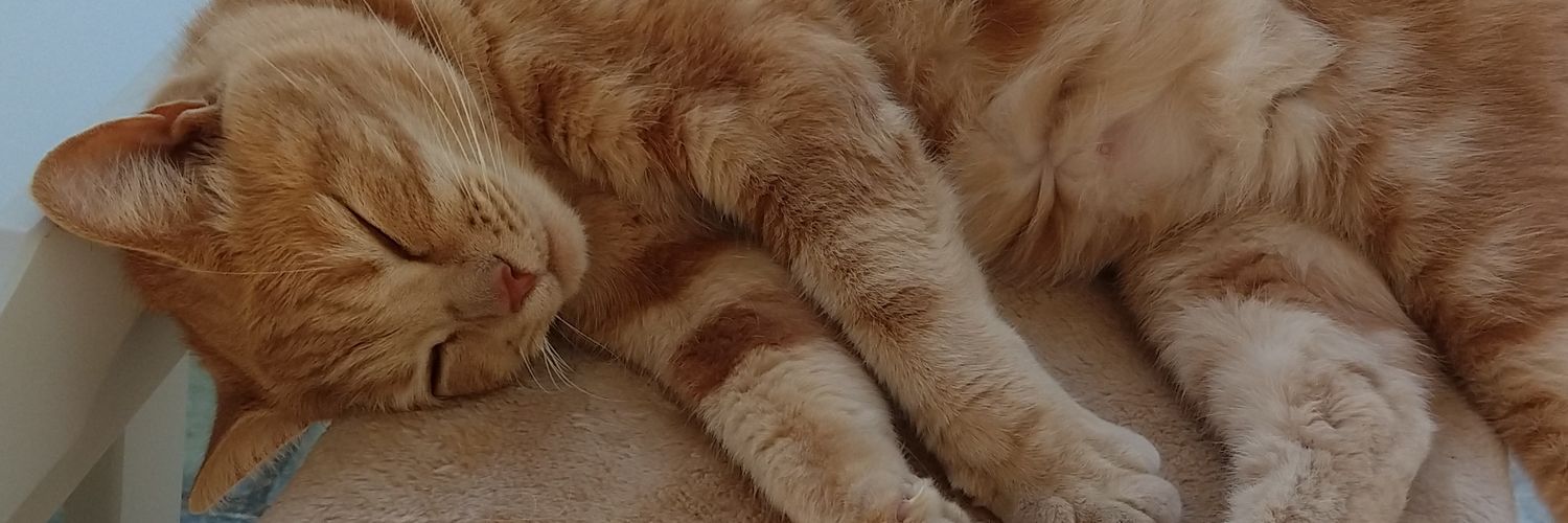cherubtrans's profile banner image