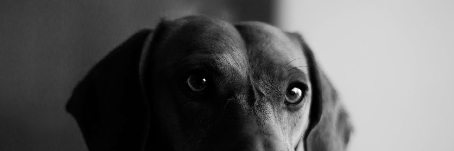 Thomi_Duarte's profile banner image