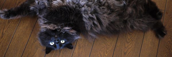 Tightnaven Profile Banner